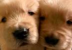 Small Photo #2 Golden Retriever Puppy For Sale in LIVONIA, MI, USA