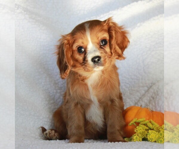 Medium Photo #2 Cavalier King Charles Spaniel Puppy For Sale in GORDONVILLE, PA, USA