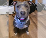 Small #11 American Pit Bull Terrier-Labrador Retriever Mix