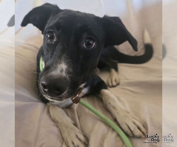 Medium Photo #2 Labrador Retriever-Retriever  Mix Puppy For Sale in Washington, DC, USA