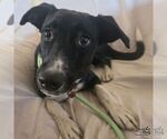 Small #1 Labrador Retriever-Retriever  Mix