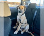 Small #10 Boxer Mix