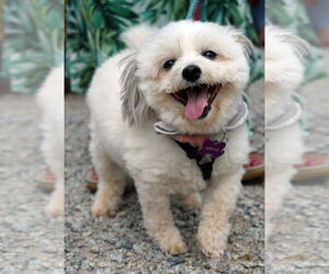 ShihPoo Dogs for adoption in Crystal , MN, USA