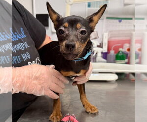 Chipin Dogs for adoption in Lawrenceville, NJ, USA