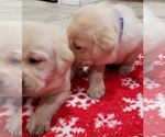 Small Photo #22 Labrador Retriever Puppy For Sale in OLYMPIA, WA, USA