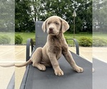 Small #5 Labrador Retriever