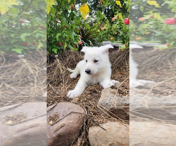 Medium Photo #2 German Shepherd Dog Puppy For Sale in GREENWOOD, WI, USA