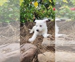 Small #1 German Shepherd Dog