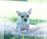 Small Photo #97 Chihuahua Puppy For Sale in WARSAW, IN, USA