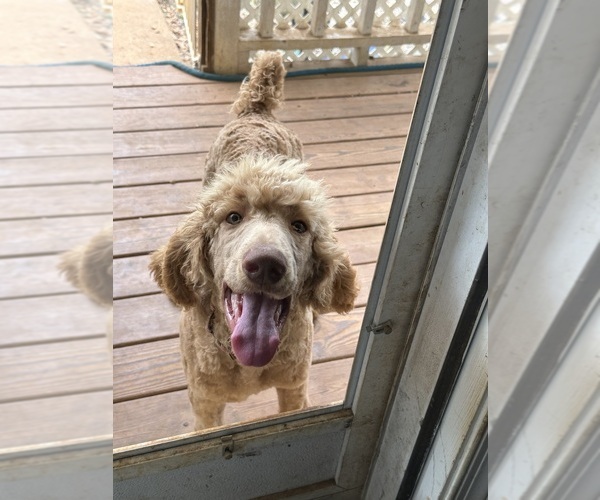 Medium Photo #9 Poodle (Standard) Puppy For Sale in SOPHIA, NC, USA