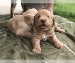 Small #8 Labradoodle