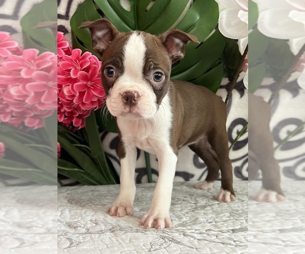 Medium Photo #1 Boston Terrier Puppy For Sale in MARTINSVILLE, IN, USA