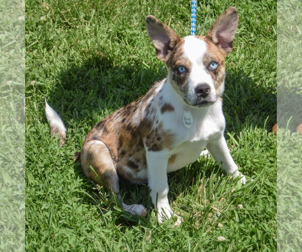 Medium Photo #4 Australian Shepherd-Basenji Mix Puppy For Sale in Huntley, IL, USA
