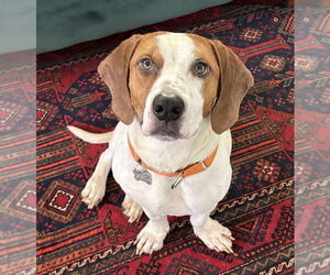 Basset Hound-Unknown Mix Dogs for adoption in Boston, MA, USA