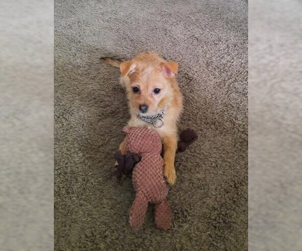 Medium Photo #2 Chihuahua-Unknown Mix Puppy For Sale in Andover, MN, USA