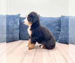 Small #3 Bernese Mountain Dog