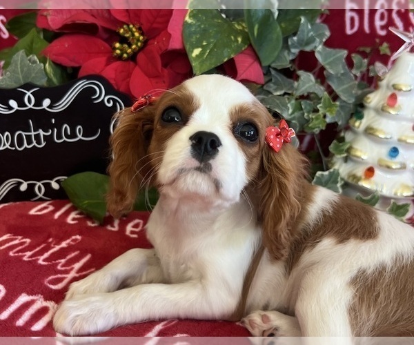 Medium Photo #4 Cavalier King Charles Spaniel Puppy For Sale in ABILENE, TX, USA