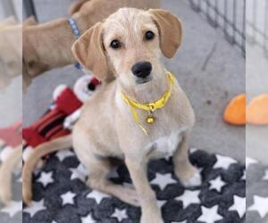 Surf Pup - Glassy - Female Colonial Cocker Spaniel-Unknown Mix Dog for Adoption - Photo #4