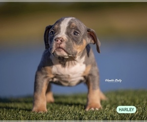 American Bully Puppy for Sale in ARLINGTON, Texas USA
