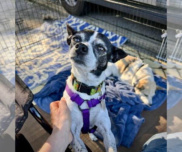 Medium Photo #4 Rat Terrier Puppy For Sale in Atlanta, GA, USA