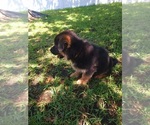 Small Photo #10 German Shepherd Dog Puppy For Sale in ORLANDO, FL, USA