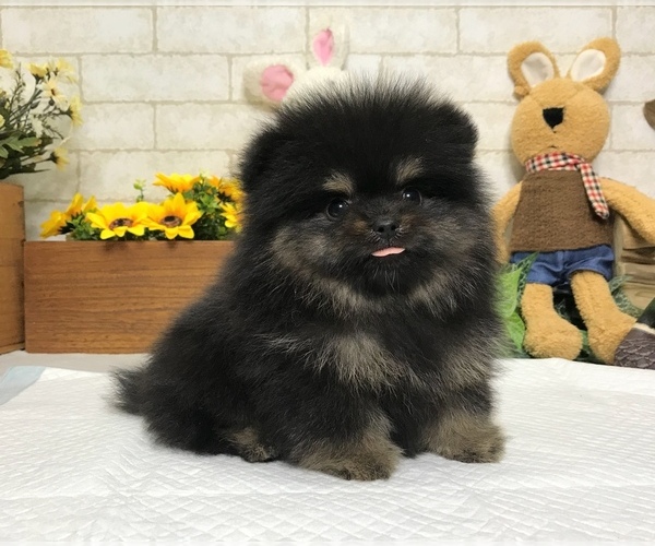 Medium Photo #6 Pomeranian Puppy For Sale in SEATTLE, WA, USA