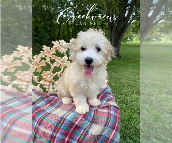 Medium Photo #1 Havachon Puppy For Sale in NIANGUA, MO, USA
