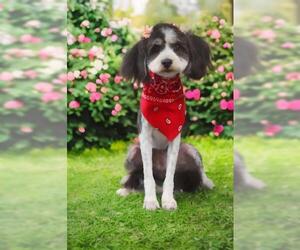 Tibetan Terrier-Unknown Mix Dogs for adoption in Oakley, CA, USA