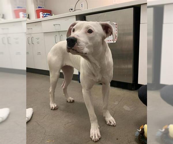 Medium Photo #1 Dogo Argentino-Unknown Mix Puppy For Sale in Berkeley , CA, USA