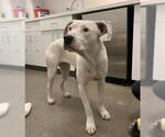 Small Dogo Argentino Mix