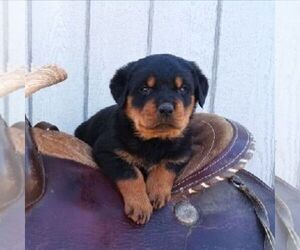 Rottweiler Puppy for sale in CHAMBERSBURG, PA, USA