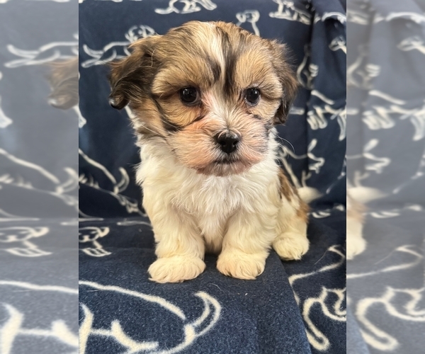 Medium Photo #3 Zuchon Puppy For Sale in NEW YORK MILLS, MN, USA