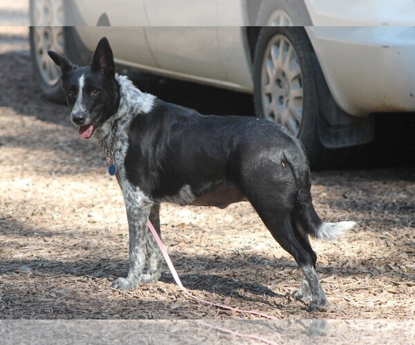 Medium Photo #3 Mutt Puppy For Sale in Paso Robles, CA, USA