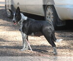 Small #2 Mutt