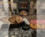 Small Photo #20 Rhodesian Ridgeback Puppy For Sale in BOISE, ID, USA
