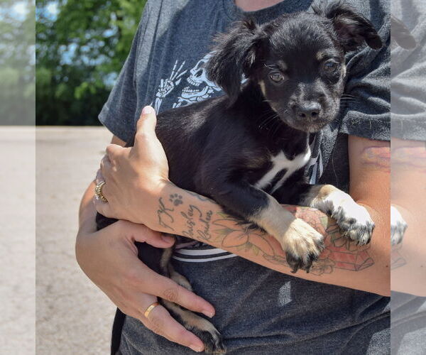 Medium Photo #2 Chion Puppy For Sale in Huntley, IL, USA