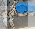 Image preview for Ad Listing. Nickname: Litter of 8