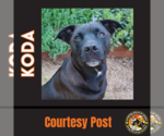 Small Photo #4 American Pit Bull Terrier-Labrador Retriever Mix Puppy For Sale in Chandler, AZ, USA