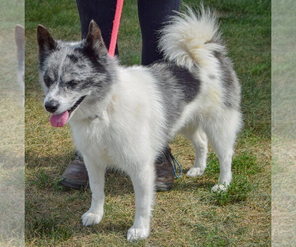 Medium Photo #3 Pomsky Puppy For Sale in Huntley, IL, USA
