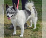 Small #2 Pomsky