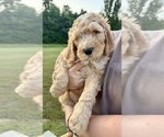 Small Photo #17 Bernedoodle Puppy For Sale in MOULTON, AL, USA