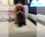Small Poodle (Toy)