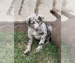 Australian Shepherd-Unknown Mix Puppy for sale in FORT DODGE, IA, USA
