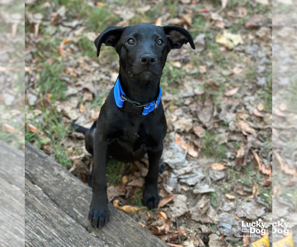 Medium Photo #6 Labrador Retriever-Unknown Mix Puppy For Sale in Washington, DC, USA