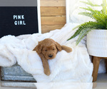Small Photo #10 Goldendoodle (Miniature) Puppy For Sale in FARR WEST, UT, USA