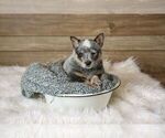 Small Photo #5 Australian Cattle Dog Puppy For Sale in HAWARDEN, IA, USA