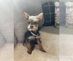 Small #2 Mutt