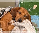 Small Photo #8 Beagle-Unknown Mix Puppy For Sale in Rustburg, VA, USA