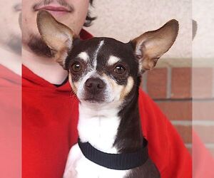 Chihuahua Dogs for adoption in Carrollton, TX, USA