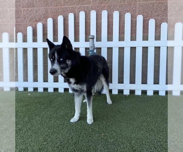 Medium Photo #1 Siberian Husky-Unknown Mix Puppy For Sale in Modesto, CA, USA
